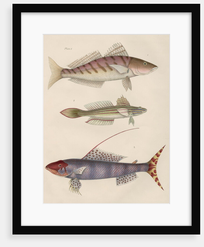 Studies of three fishes from Australia by Anonymous