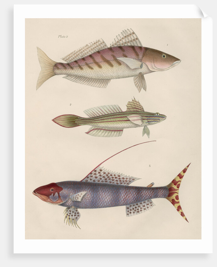Studies of three fishes from Australia by Anonymous