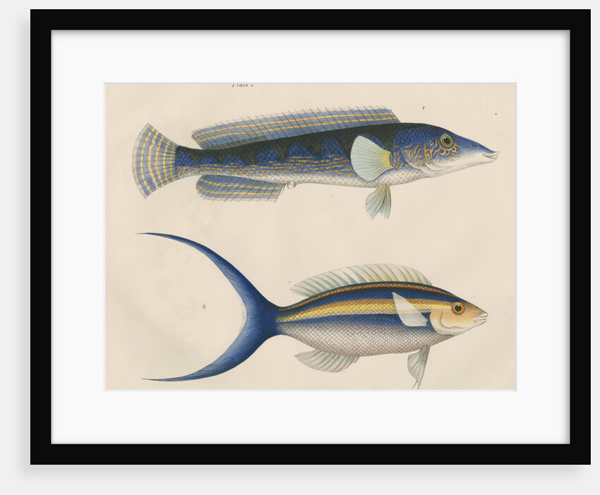 Studies of two fishes from Australia by Anonymous