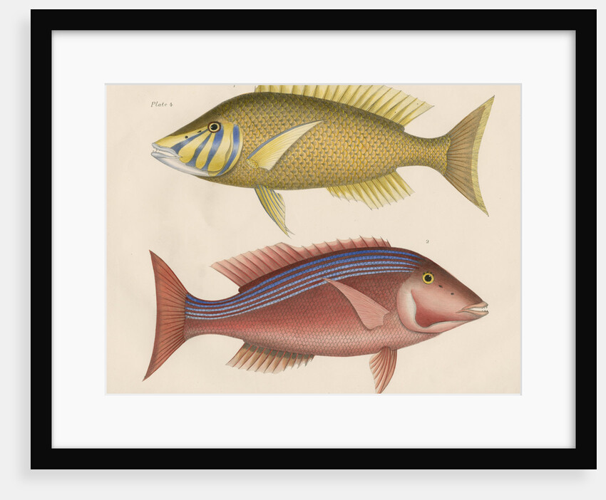 Studies of two fishes from Australia by Anonymous