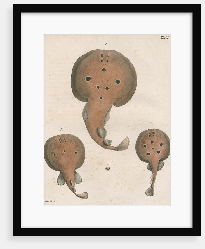 Common torpedo by unknown