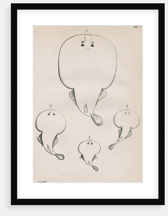 Four specimens of torpedo by unknown
