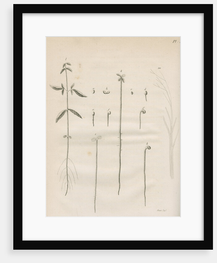 The germination of hemp plants by Richard Reeve