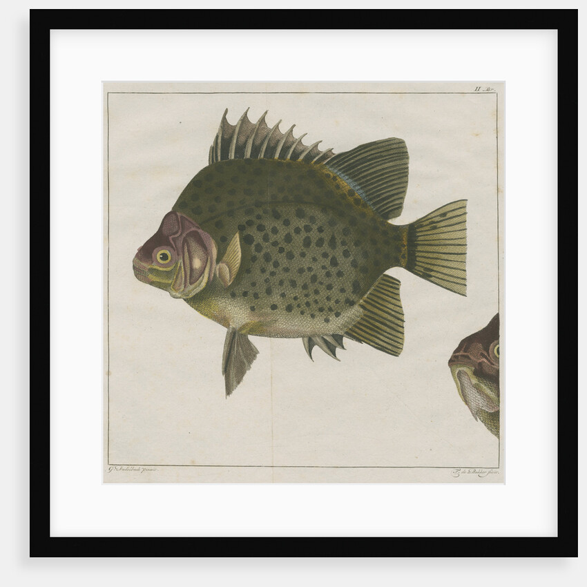 Spotted scat by F de Bakker