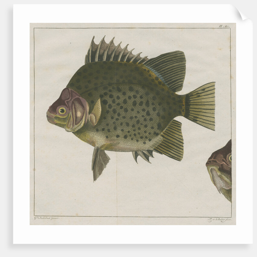 Spotted scat by F de Bakker