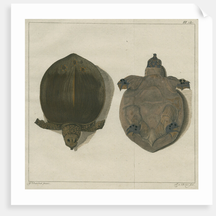 Asiatic softshell turtle by F de Bakker