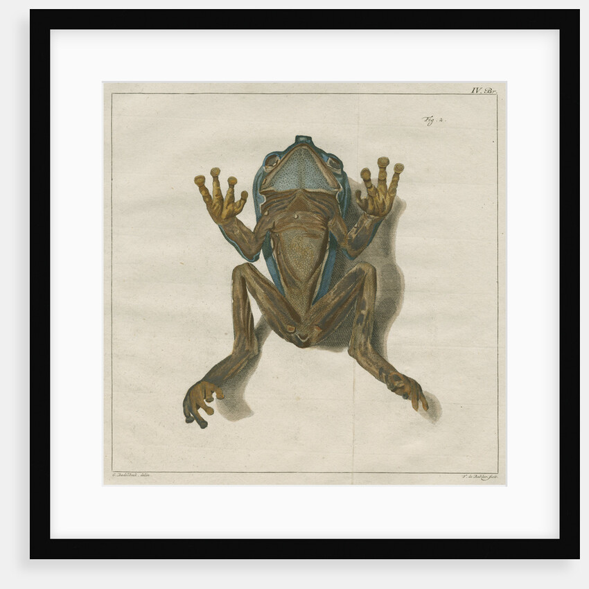 Giant leaf frog by F de Bakker