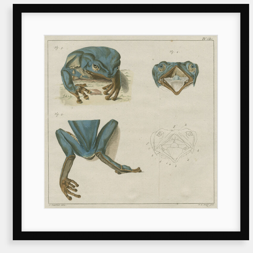 Giant leaf frog by F de Bakker