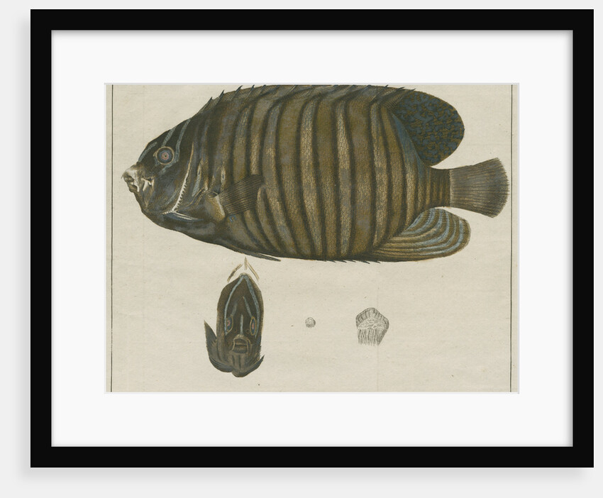 Royal angelfish by F de Bakker