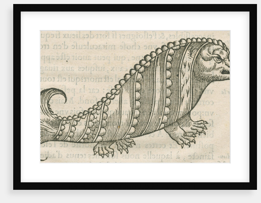 'Figure du Poisson ayant la teste d'un Porc sanglier' by Anonymous