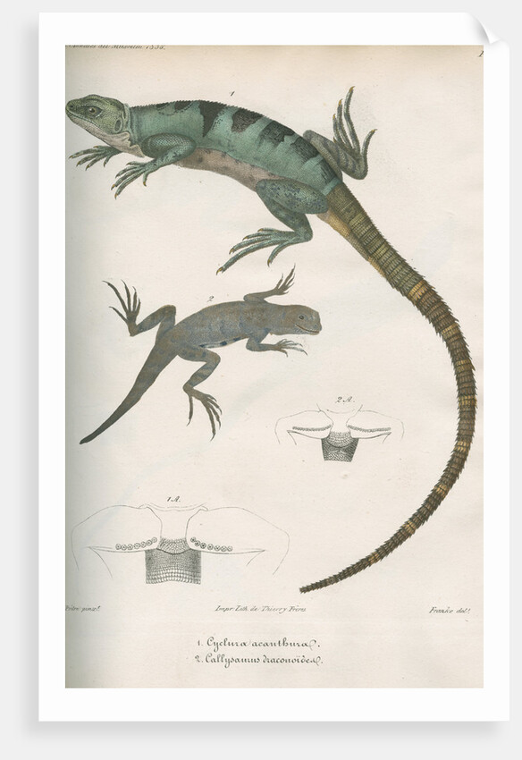 Two lizards of North America by Franke