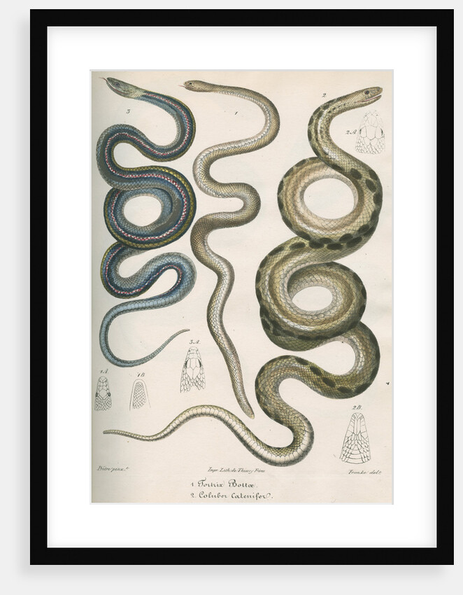 Three snakes of North America by Franke