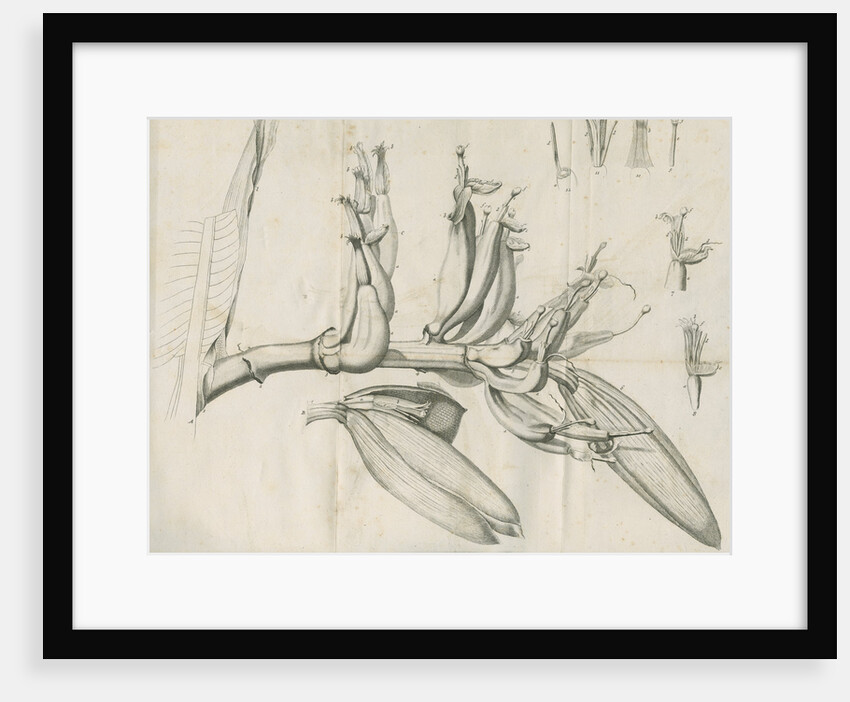 'Musa Cliffortiana' [Clifford's banana plant] by Anonymous