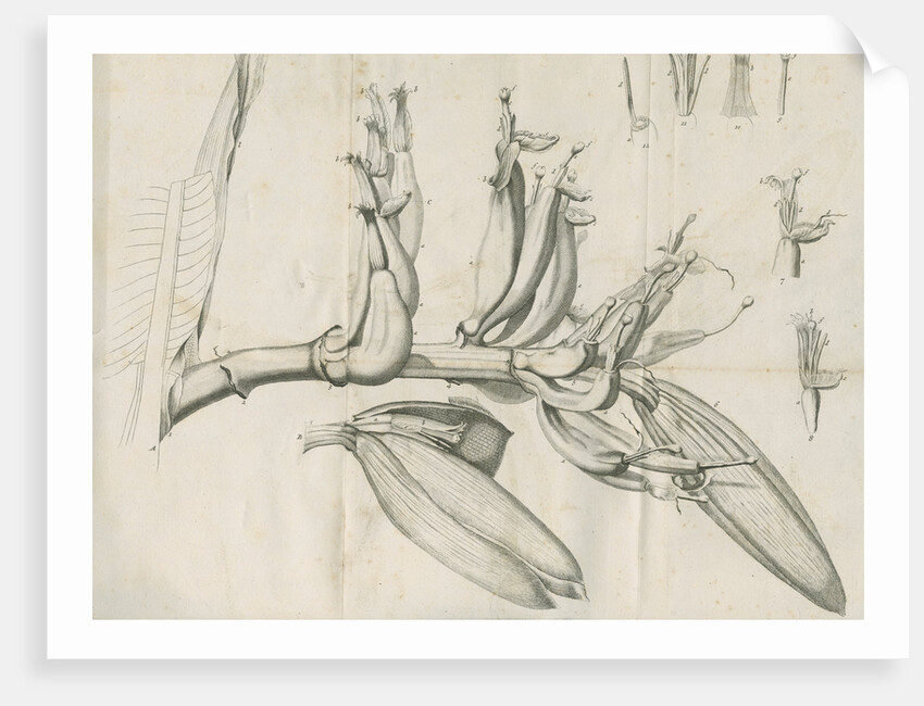 'Musa Cliffortiana' [Clifford's banana plant] by Anonymous