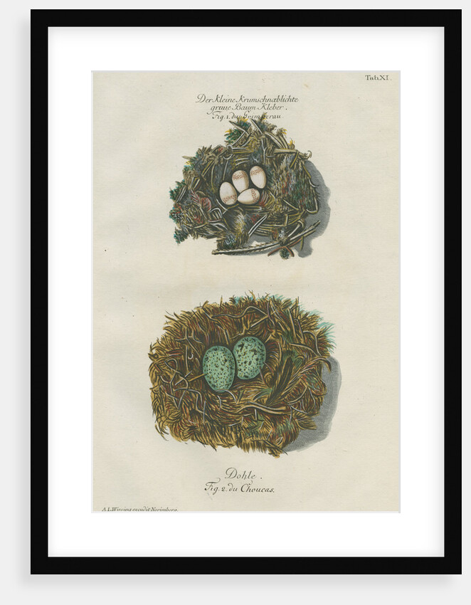 Nests of the Nuthatch and the Jackdaw by Adam Ludwig Wirsing