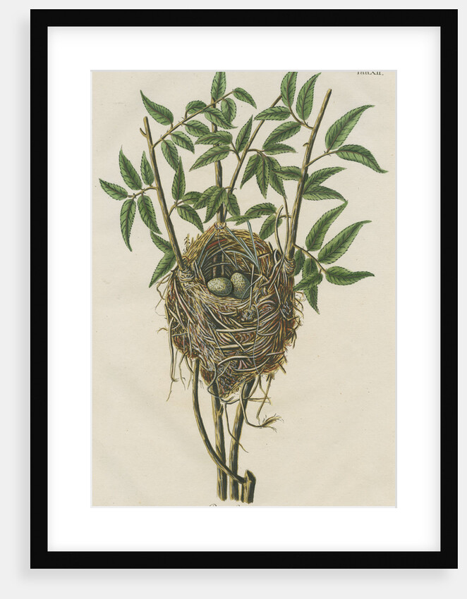Nest of the Reed warbler by Adam Ludwig Wirsing