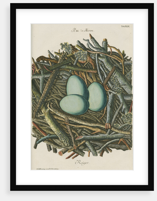 Nest of the Grey heron by Adam Ludwig Wirsing