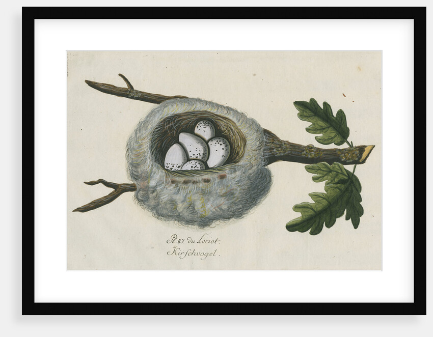 Nest of the Golden oriole by Adam Ludwig Wirsing