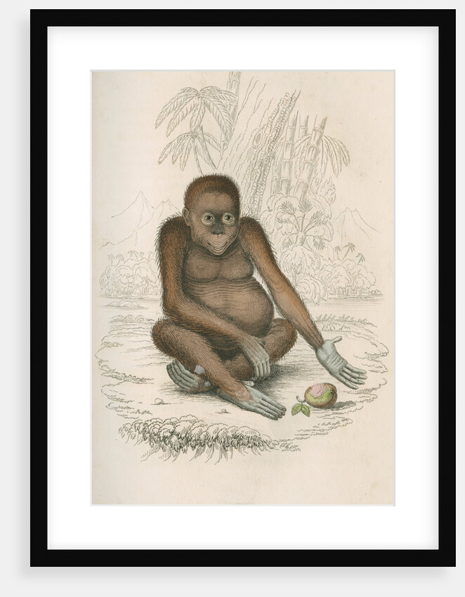 'Pithecus satyrus' [Orangutan] by William Home Lizars