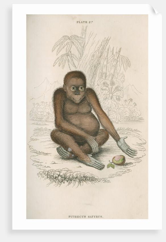 'Pithecus satyrus' [Orangutan] by William Home Lizars