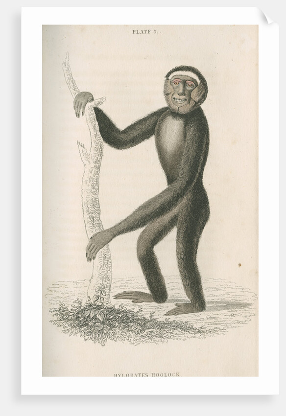 'Hylobates hoolock' [Hoolock gibbon] by William Home Lizars