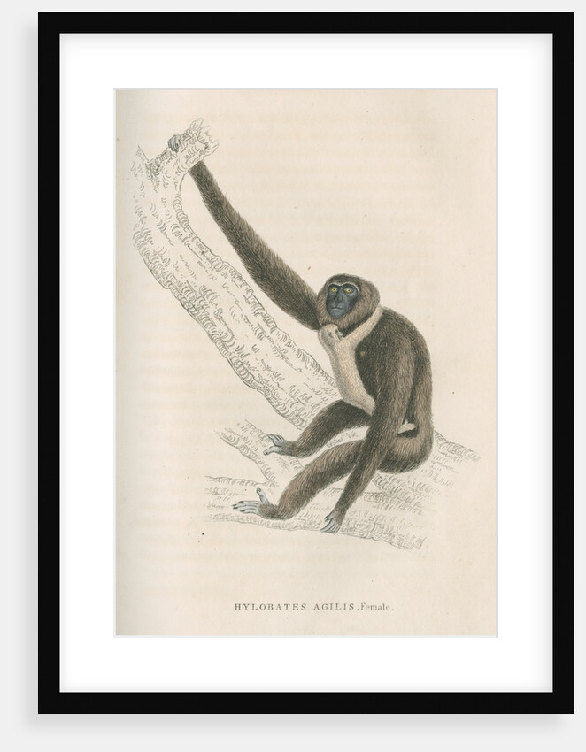 'Hylobates agilis' [Agile gibbon] by William Home Lizars
