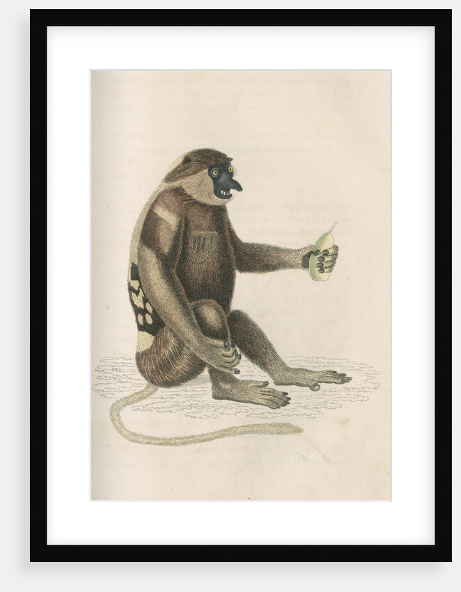 'Nasalis larvatus' [Proboscis monkey] by William Home Lizars