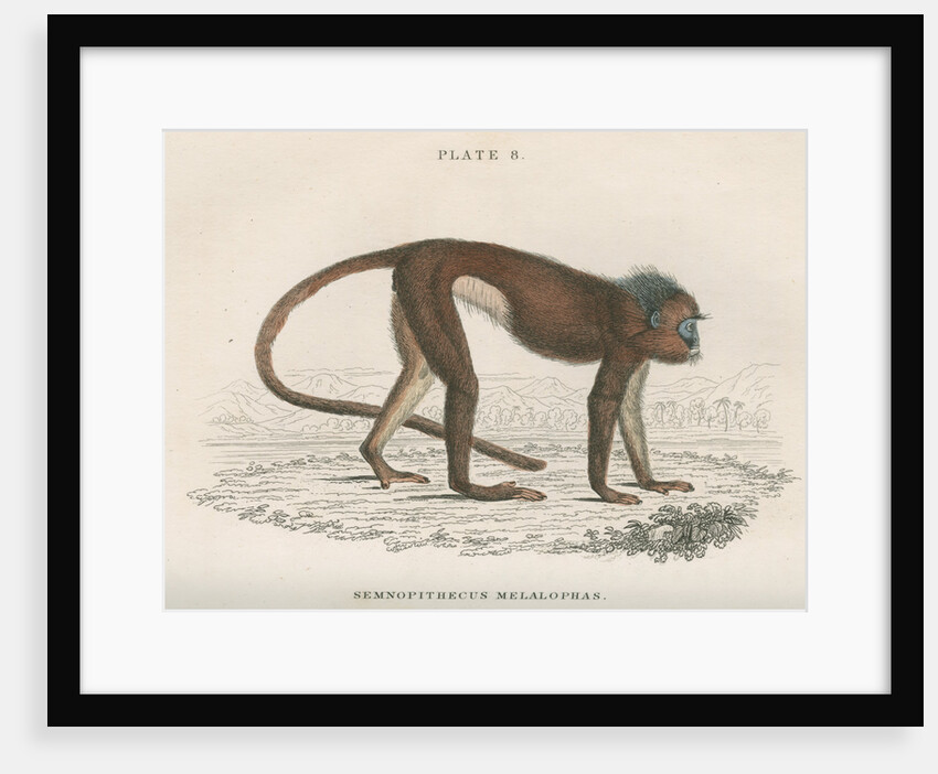 'Semnopithecus melalophas' [Mitred leaf monkey] by William Home Lizars