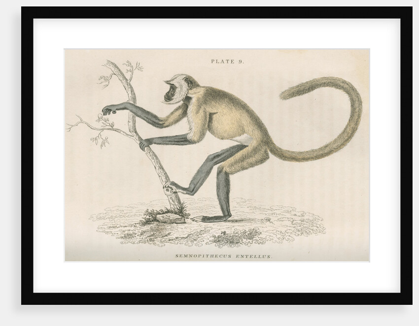 'Semnopithecus entellus' [Grey langur] by William Home Lizars