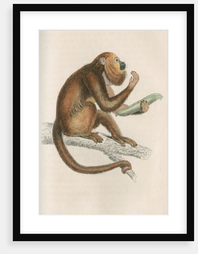 'Mycetes ursinus' [Brown howler monkey] by William Home Lizars