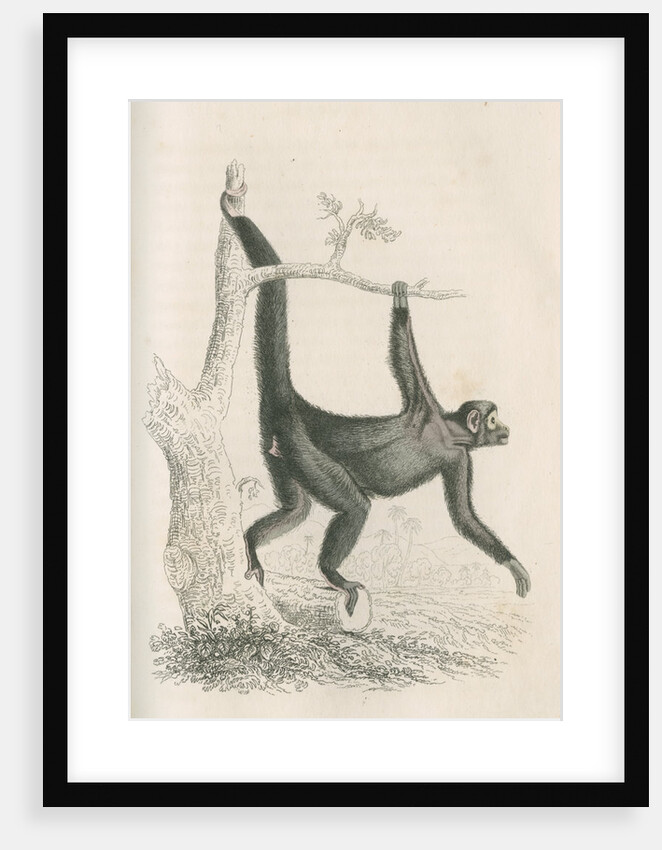 'Ateles paniscus' [Spider monkey] by William Home Lizars