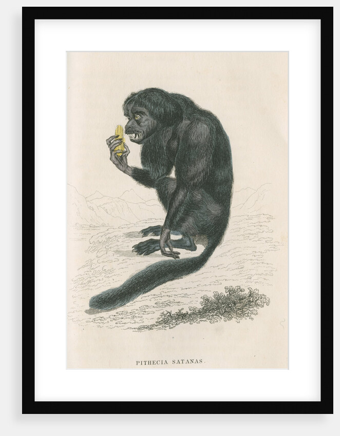 'Pithecia satanas' [Black bearded saki] by William Home Lizars