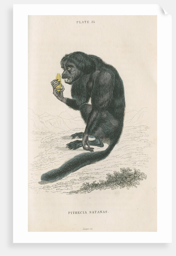 'Pithecia satanas' [Black bearded saki] by William Home Lizars