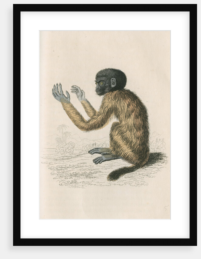 'Pithecia melanocephala' [Golden-backed uakari] by William Home Lizars