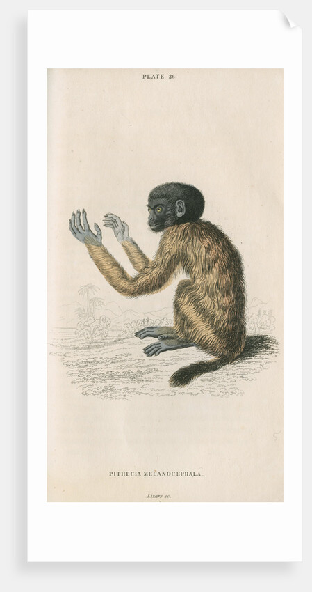 'Pithecia melanocephala' [Golden-backed uakari] by William Home Lizars