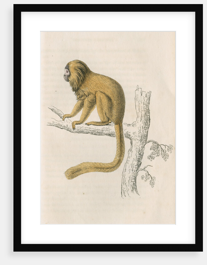 'Midas rosalia' [Golden lion tamarin] by William Home Lizars