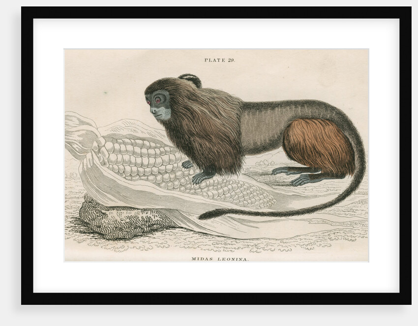 'Midas leonina' [Pygmy marmoset] by William Home Lizars