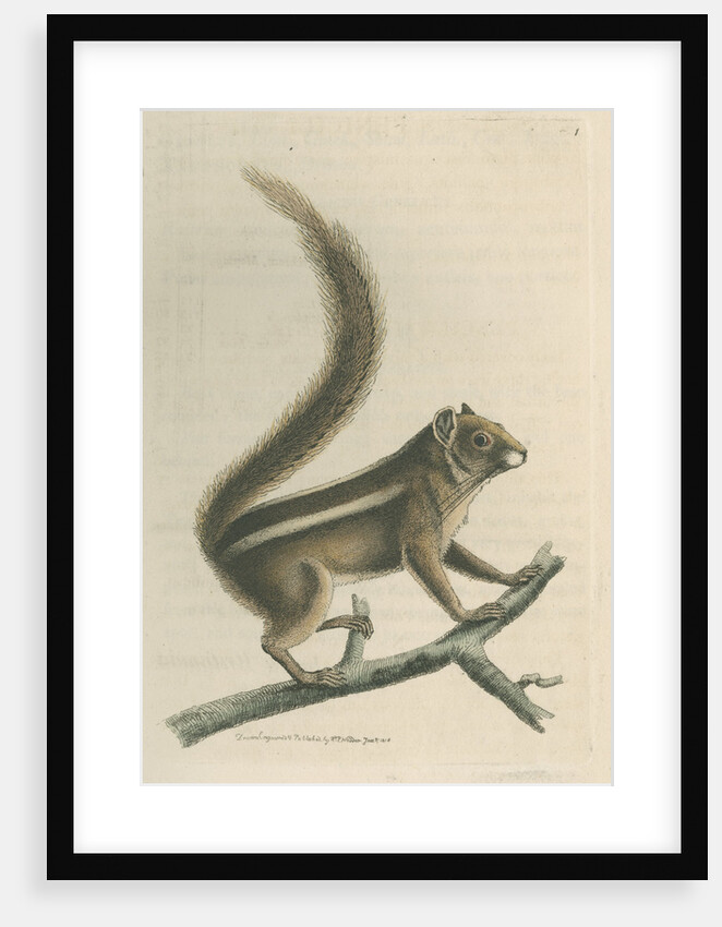 'Pencil-tailed squirrel' [Indian palm squirrel] by Richard Polydore Nodder