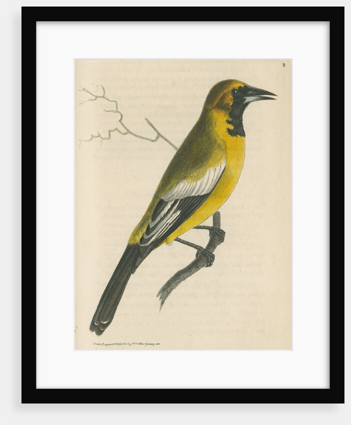 'White-shouldered banana oriole' [Oriole blackbird] by Richard Polydore Nodder