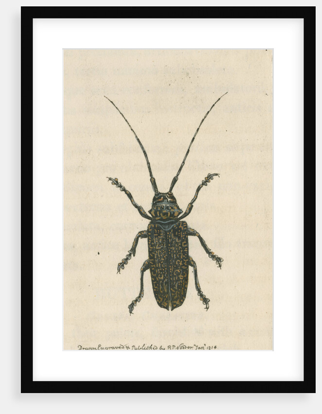 'Painted lamia' by Richard Polydore Nodder