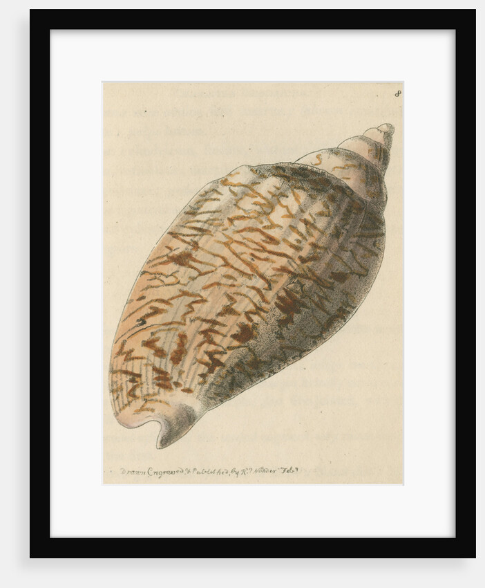 'Slightly-knotted volule' by Richard Polydore Nodder