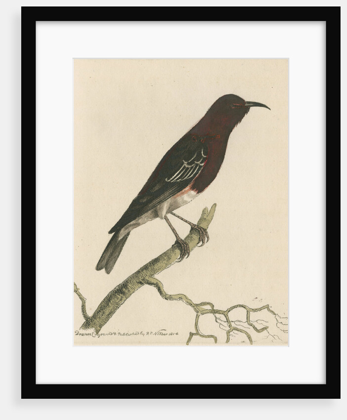 'New-Holland creeper' [Scarlet myzomela] by Richard Polydore Nodder