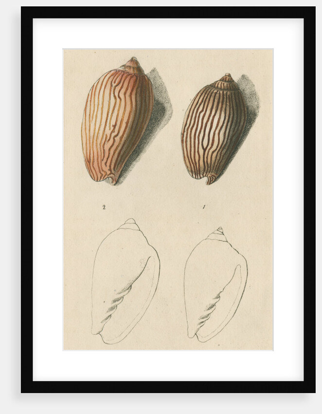 'Zebra volute and Lineated volute' by Richard Polydore Nodder
