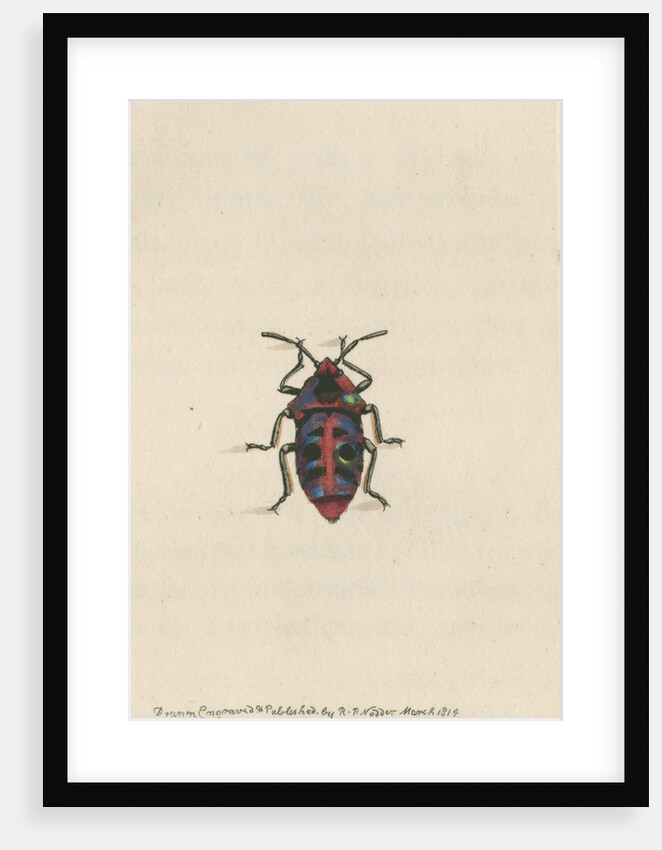 'Six-spotted shieldbug' by Richard Polydore Nodder