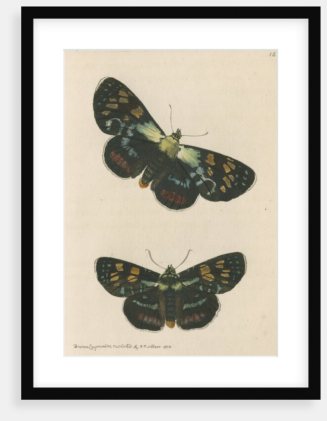 'Painted agarista' [Joseph's coat moth] by Richard Polydore Nodder