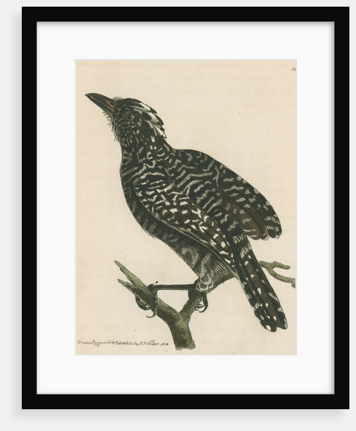 'Pied shrike' [Barred antshrike] by Richard Polydore Nodder