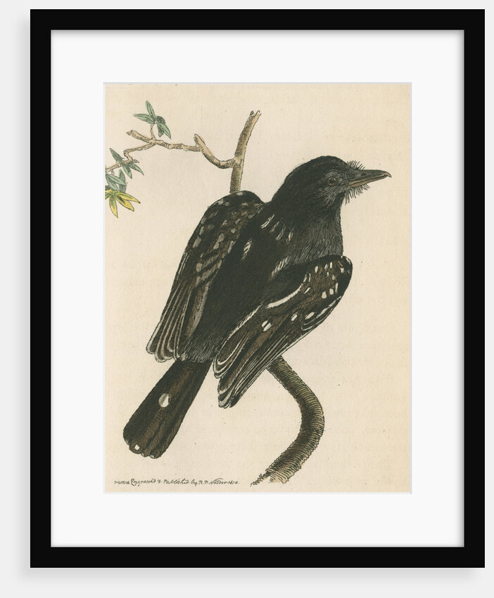 'Spotted shrike' [Slatey antshrike] by Richard Polydore Nodder