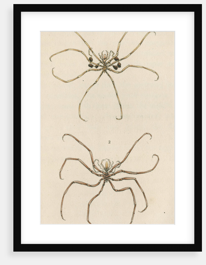 Two specimens of crustaceans by Richard Polydore Nodder