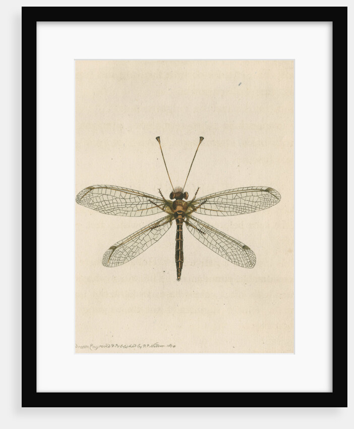 'Yellow-legged ascalaphus' [Yellow owl-fly] by Richard Polydore Nodder