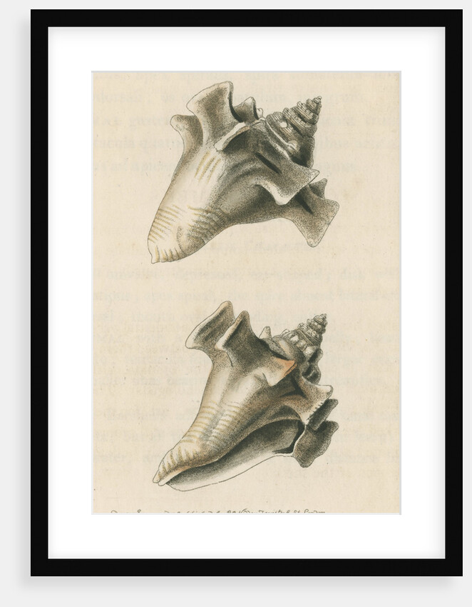 'Sloane's strombus' by Richard Polydore Nodder